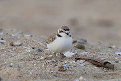 Charadrius nivosus