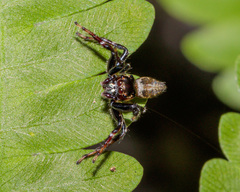 Colyttus