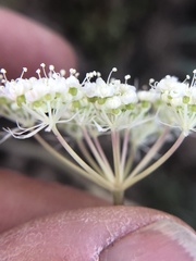 Perideridia bolanderi bolanderi