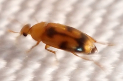 Diclidia