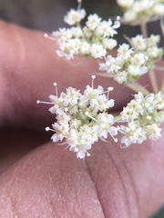 Perideridia bolanderi bolanderi