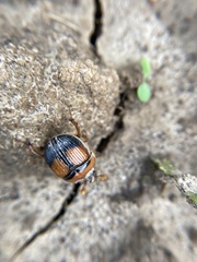 Bolbocerosoma bruneri