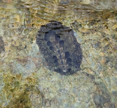 Acanthopleura