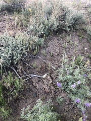 Perideridia bolanderi bolanderi