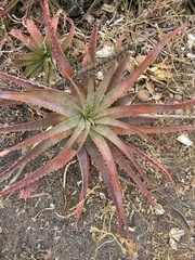 Aloe cameronii