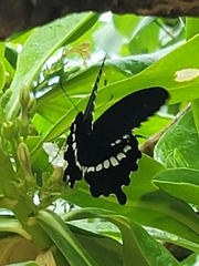 Papilio polytes polytes