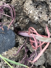 Perideridia bolanderi bolanderi