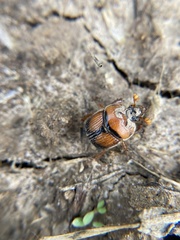 Bolbocerosoma bruneri