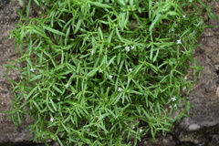 Houstonia rupestris