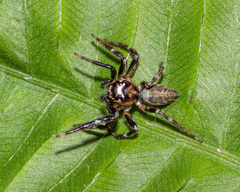 Colyttus