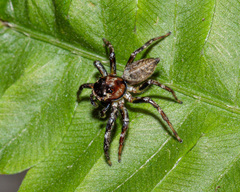 Colyttus