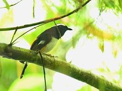 Copsychus luzoniensis