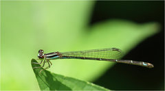 Argiocnemis rubescens