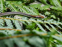 Dendrelaphis philippinensis