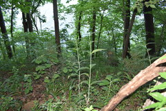 Silphium asteriscus latifolium