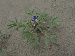 Lupinus pusillus