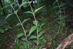 Silphium asteriscus latifolium