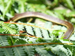 Dendrelaphis philippinensis