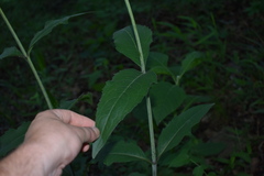 Silphium asteriscus latifolium