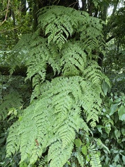 Dryopteris paleolata