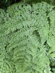 Dryopteris paleolata