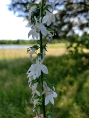 Lobelia appendiculata