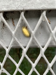 Insecta