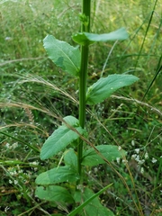 Lobelia appendiculata