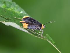 Ophthalmis lincea
