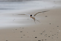 Sterna forsteri