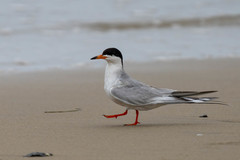 Sterna forsteri