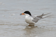 Sterna forsteri