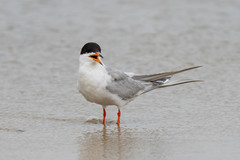 Sterna forsteri