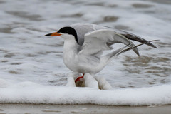 Sterna forsteri