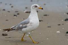 Larus delawarensis