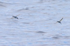 Cheilopogon