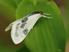 Cliniodes ostreonalis