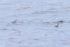 Cheilopogon