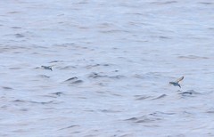 Cheilopogon