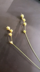 Carex tenera