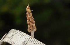 Raoul's plantain (Plantago raoulii)