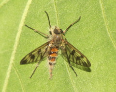 Furia ithacensis
