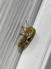 Ophiderma evelyna