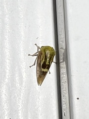 Ophiderma evelyna
