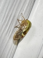 Ophiderma evelyna