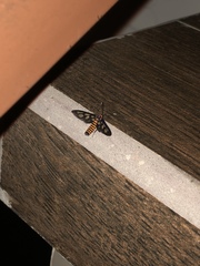 Amata huebneri