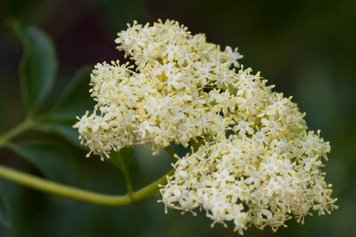 iNaturalist observation photo of blue elder