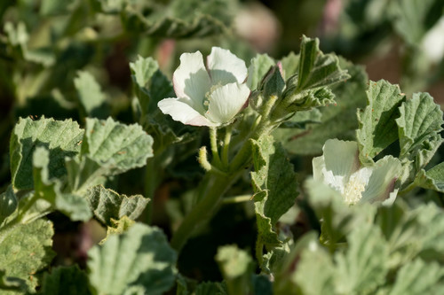 iNaturalist observation photo of alkali mallow