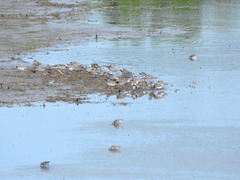 Charadrius semipalmatus