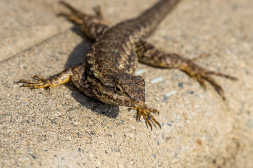 iNaturalist observation photo of Western Fence Lizard